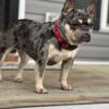 Merle tan point Female french bulldog for Sale