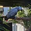 Male african grey parrot