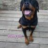 Female Adult Rottie needs a new home