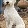 Goldendoodle Male- 1 1/2 year