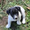 Jack Russell Terrier puppy black/ white male READY NOW!