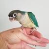 Yellowsided, Pineapple,  and Cinnamon Turquoise Green Cheek Conures for Sale in South Florida