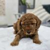 Miniature Goldendoodle Puppy, Smartie