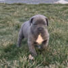 Available now! Cane Corso Puppies! Incredible!