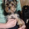 Sweet yorkie pup for sale