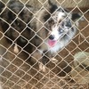 For sale ABCA reg. adult border collie dogs