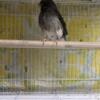 Gloster Canary Male For Sale