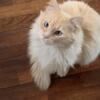 2 Year Old Male Flame Point Ragdoll