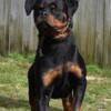 Have a little over a year old male Rottweiler looking for home