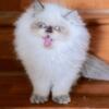 White Persian kitten blue eyes, male, female, young adult and baby,