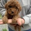 Mini Goldendoodle Puppies- Under 15 lbs Full Grown!