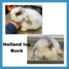 Holland lops Rabbits