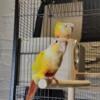 Rehoming Two Suncheek Conures - Breeding Pair