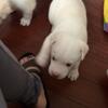 Adorable Grate Pyrenees/Mix puppies for sale