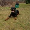 AKC Rottweiler puppies Ch. Import Protection Bloodlines ready May 3rd/4th