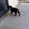 Rott pup searching for a new .