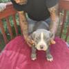 XL American Bully For sale