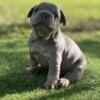 French Bulldog Puppies for sale Newshade isabellas