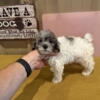 AKC Registered Toy Poodle puppies born Jan 