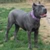 Quality Female Young Adult Cane Corso