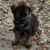 AKC registered European bloodline German Shepherd puppies for sale!