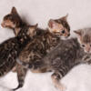 Bengal Kittens 6 wks old