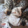 Two female Bengal Kittens Born March 30th