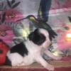 ONLY 1 LEFT   Gorgeous l black and white lil boy still available.