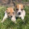 Jack Russell terrier males