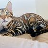 TICA Top quality Bengal Kittens!