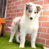 12 week old male rough coat collie