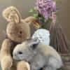 Magnificent Lionheads tiny blue tort little girl - pedigreed - ready end of May