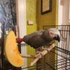 African Grey Parrot for sale