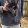 Cane corso pup for sale iccf 5 weeks