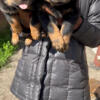 Akc Rottweilers puppies