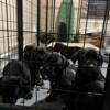 8 week old cane Corso puppies for sale. Pics of puppies included Parents (NFS) also included