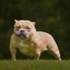 American bully pups and adults