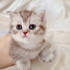PURE BREED BRITISH SHORTHAIR KITTENS FOR SALE $800