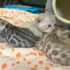 Snow bengal kittens only 2 left!