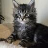Maine Coon Kittens-TICA Registered-Euro Lines