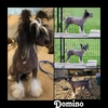 Chinese crested Stud available for service only (not for sale)
