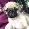 Looking for PUG puppies - purebred only