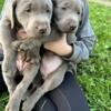 Silver Lab Puppies Full AKC Registration