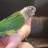 Yellow-sided Green Cheek Conure with underbite