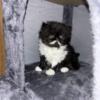 Gorgeous Extreme faced Persian Males 2 kittens F/S  $1350