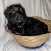 Male doodle puppy available 5/27