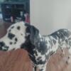 10 month old dalmatian AKC registered