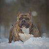 ~open for stud ~ dual grand champion mega, the #1 American Bully in Canada