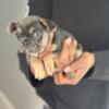 FEMALE FRENCHIE FOR SALE AKC PAPERWORK