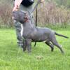 American Bully Puppy XL Blue Male House / Crate Trained Healthy Up To Date With Shots. Registered Litter 25 Weeks Old
